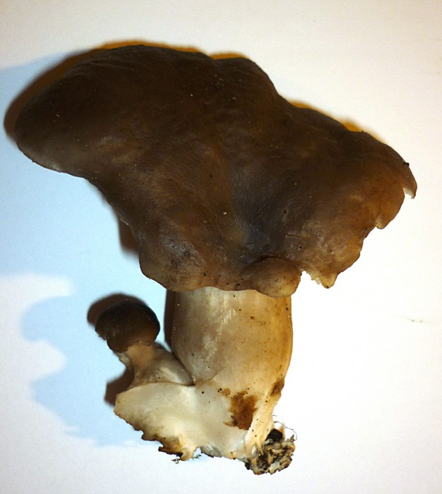 P1060032.JPG