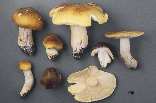 Tricholoma quercetorum.jpg