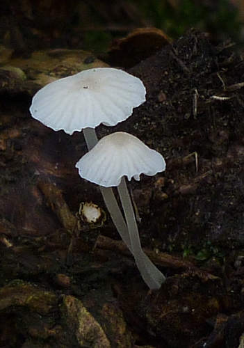 resized_P1060059.jpg