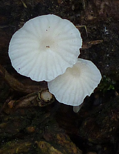 resized_P1060055.jpg
