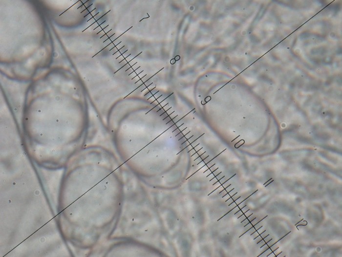 Helvella leucomelaena  ASCOSPORES x1000