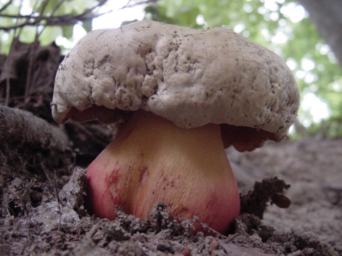 Boletus satanas 4.JPG