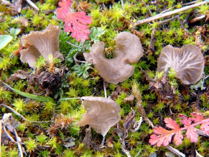 Arrhenaria-spathulata.JPG