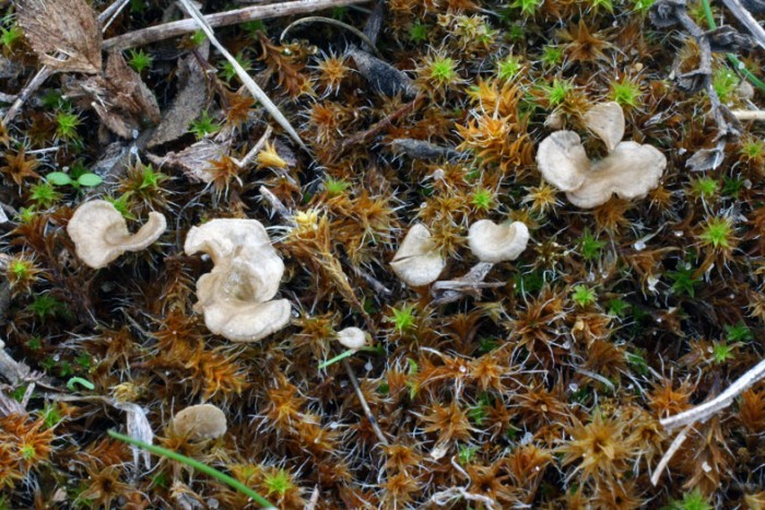 Arrhenia spatulata