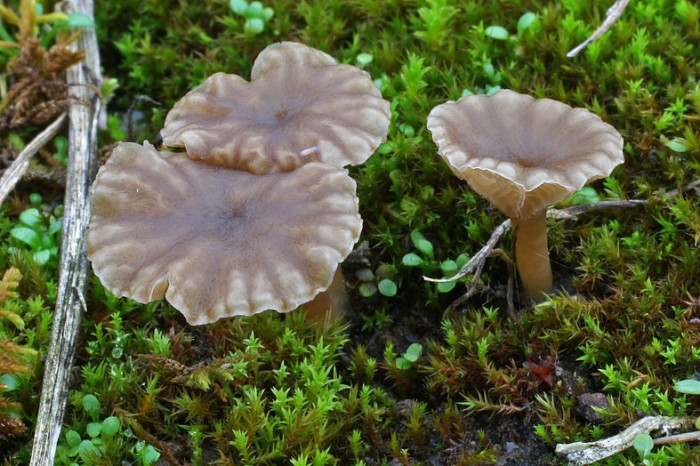Aarhenia rickenii
