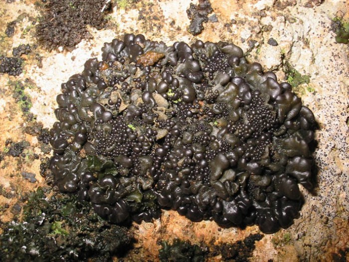 collema auriforme 1.jpg