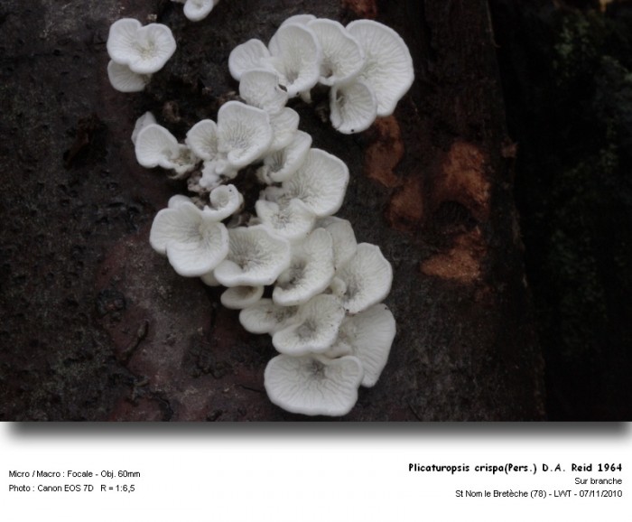 plicaturopsis_crispapers_da_reid_1964.jpg