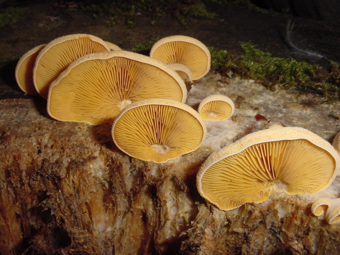 philotopsis nidulans 7.JPG