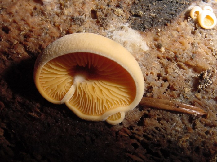 philotopsis nidulans 3.JPG