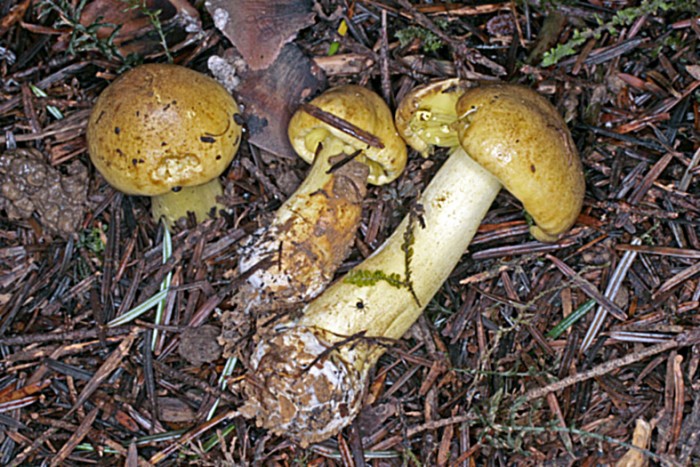 Ti07.jpg