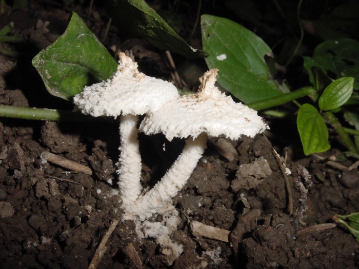 pulverolepiota pulverolenta 6.JPG