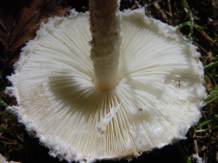 pulverolepiota pulverolenta 12.JPG
