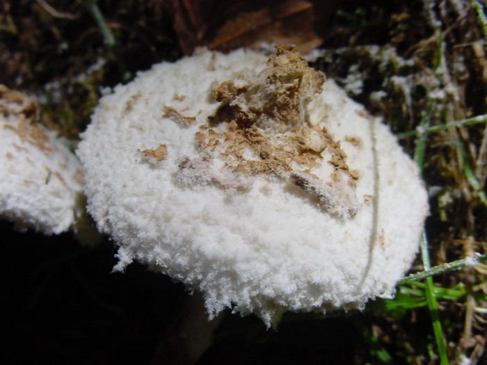pulverolepiota pulverolenta 13.JPG