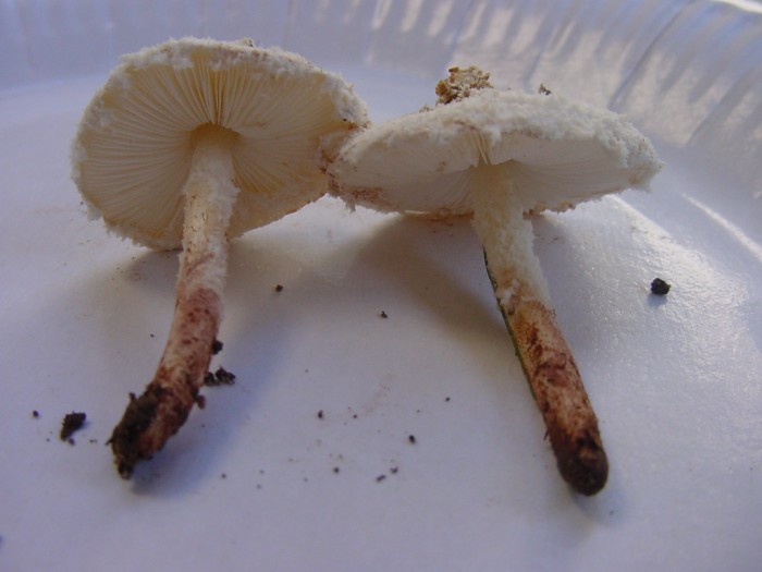 pulverolepiota pulverolenta 15.JPG
