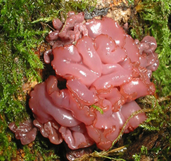 Tremella encephala 2.jpg