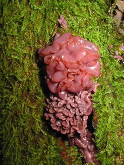 tremella encephala 1.jpg