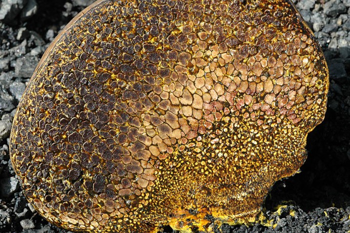 pisolithus_arhizus_3.jpg