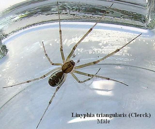 Linyphia triangularis - mâle.jpg