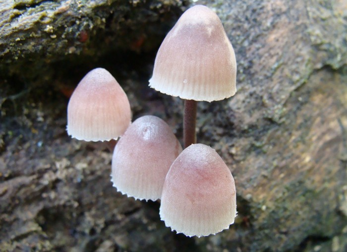 97 Mycena haematopus (3).JPG