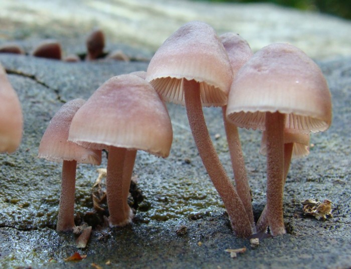 97 Mycena haematopus (4).JPG