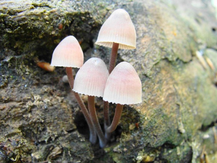 97 Mycena haematopus.JPG