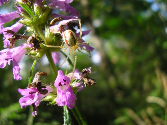 Enoplognatha ovata.JPG