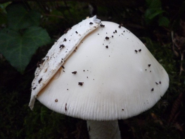 Amanite SP 2.JPG