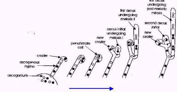 cyclescellulairesAscomycota.jpg