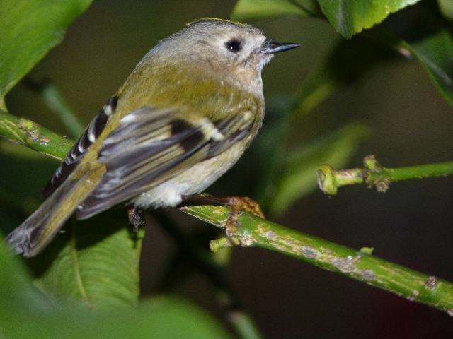 Roitelet_640x480.jpg