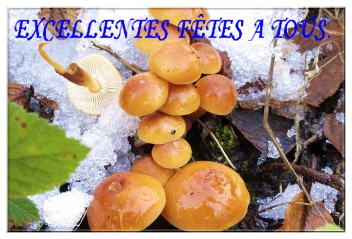 BONNES FETES.jpg