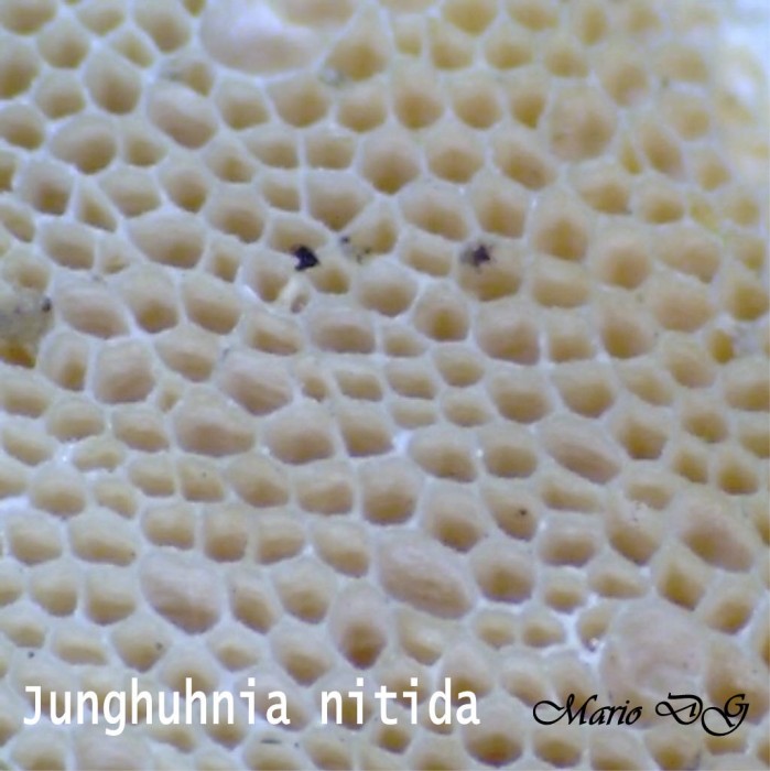 Junghuhnia nitida RRR07.jpg