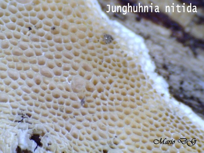 Junghuhnia nitida R08.jpg