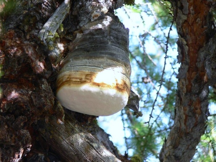 Laricifomes officinalis 050.jpg