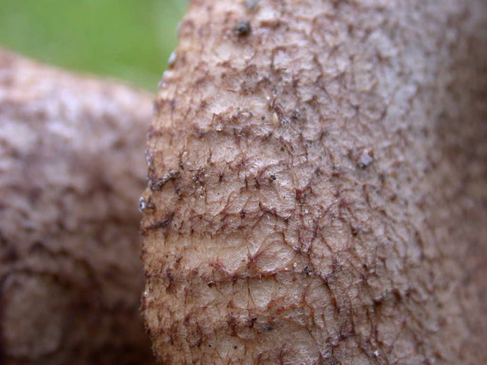 Porpoloma spinulosum - Cuticule - marge crénelée