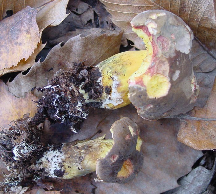 Xecomus_pruinatus-(d).jpg