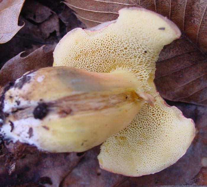 Xecomus_pruinatus-(d2).jpg