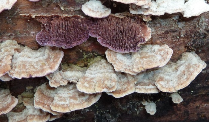 trichaptum fusco-violaceum2.jpg