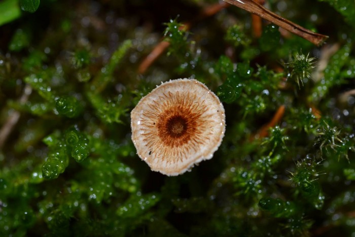 crinipellis scabella.JPG