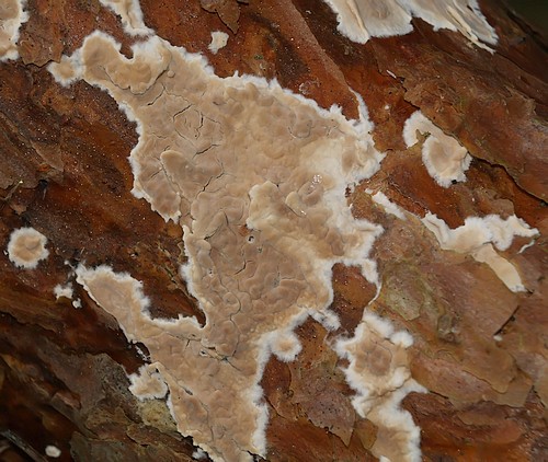 cylindrobasidiumevolvens1.JPG