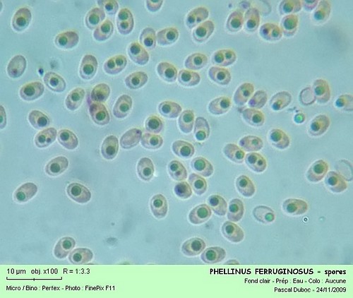phellinus_ferruginosus_-_spores_filtered.jpg