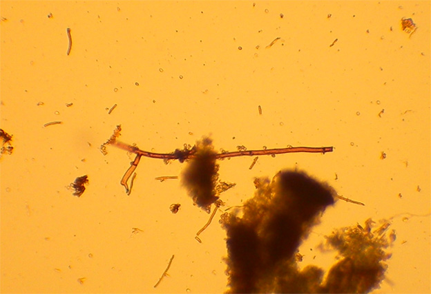 Phellinus sp A.jpg