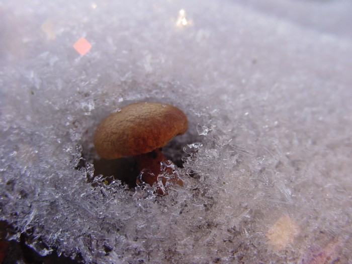 lentinus adhaerens 10.JPG