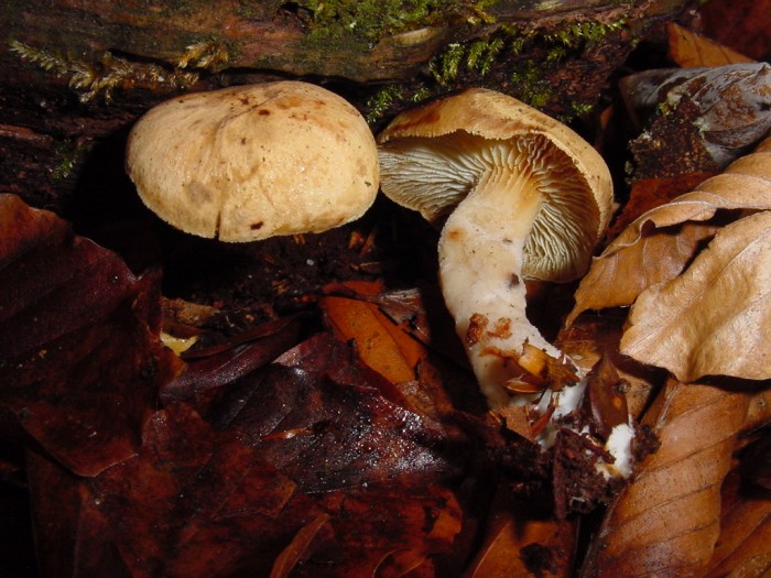 lentinus adhaerens 5.JPG