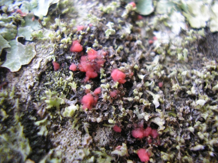 Illosporiopsis christiansenii.
