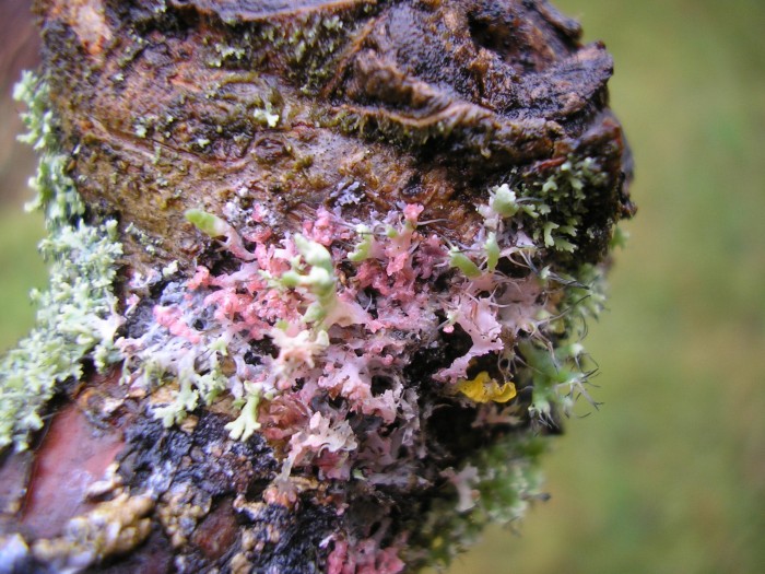Marchandiomyces corallinus.
