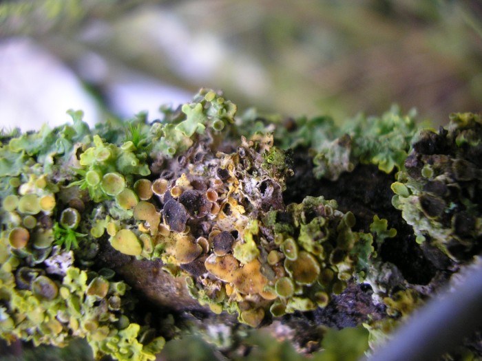Xanthoriicola physciae  sur Xanthoria parietina .