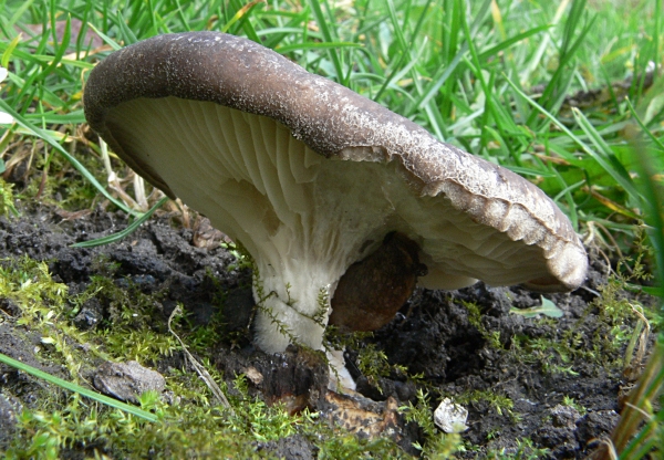 resized_pleurotus ostreatus 11-02-2011.jpg