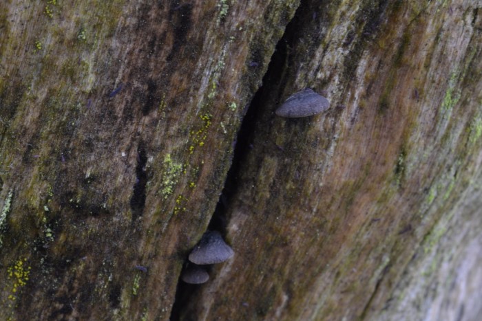 DSC_0013.JPG