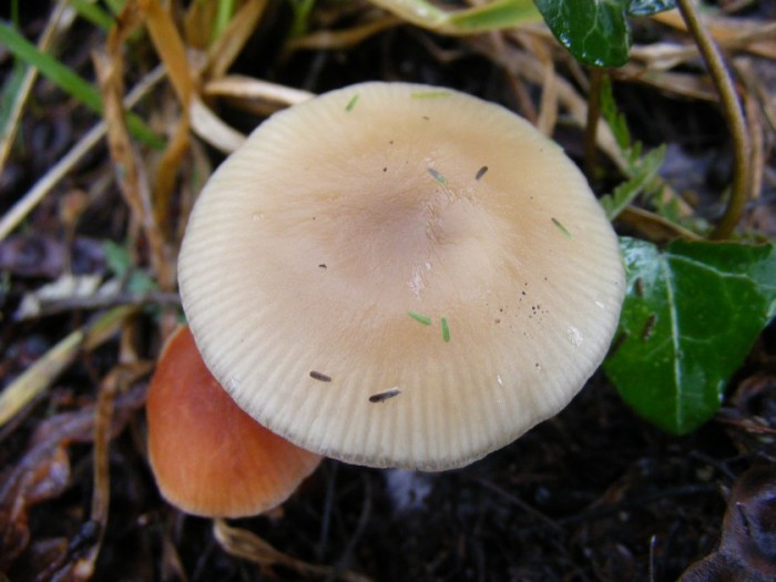 clitocybe 1.jpg
