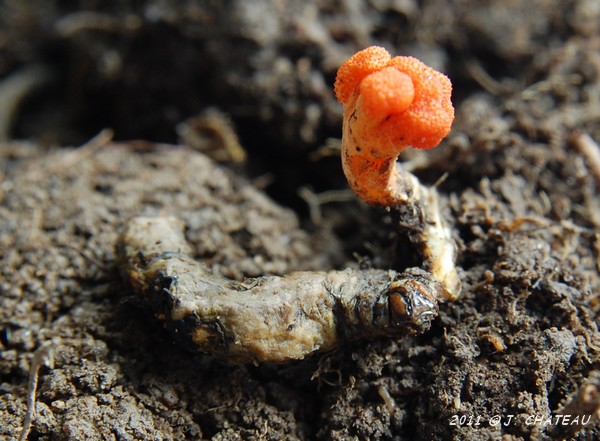 Cordiceps militaris.jpg